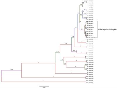 Phylogenomics resolves the etiology of dieback disease and deciphers Ceratocystis dalbergicans sp.nov., causal agent of Dalbergia sissoo decline